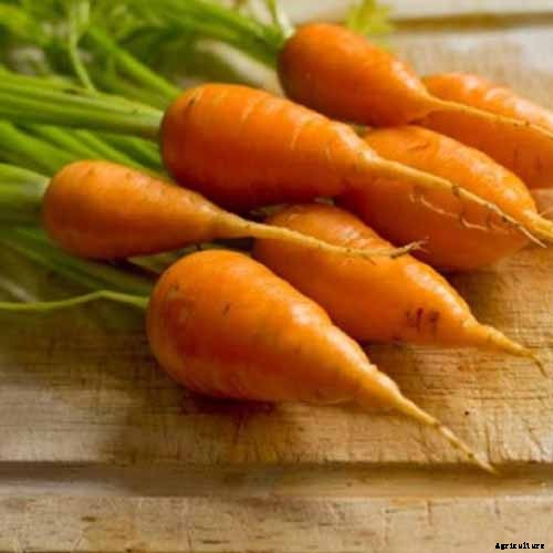 Crisp, Sweet, and Red to the Core: How to Grow Chantenay Carrots
