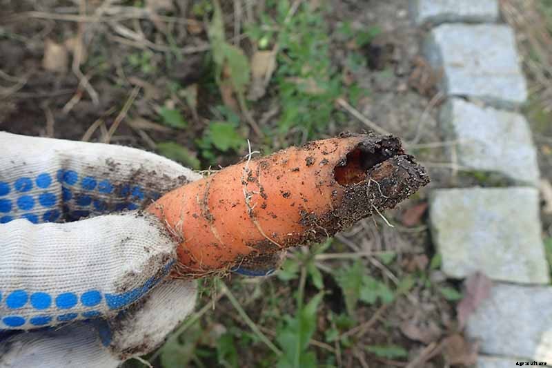 Crisp, Sweet, and Red to the Core: How to Grow Chantenay Carrots
