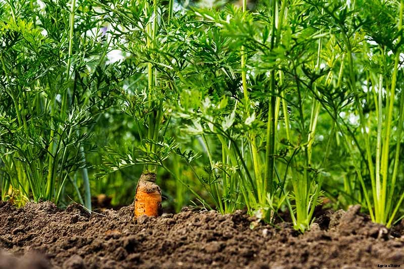 Crisp, Sweet, and Red to the Core: How to Grow Chantenay Carrots