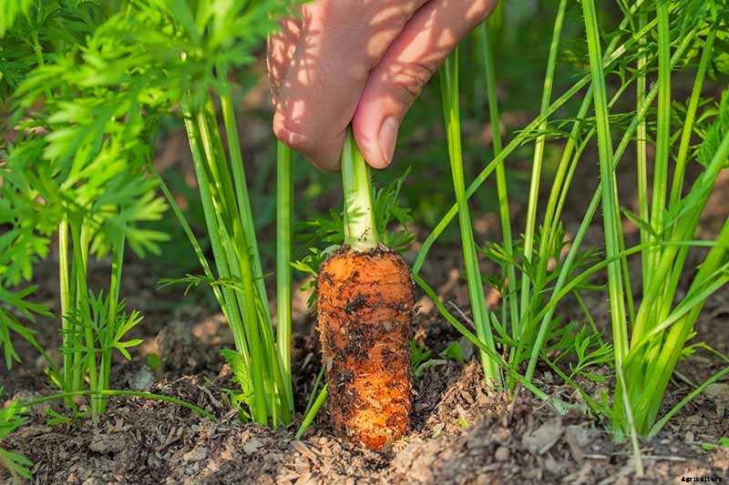 Crisp, Sweet, and Red to the Core: How to Grow Chantenay Carrots
