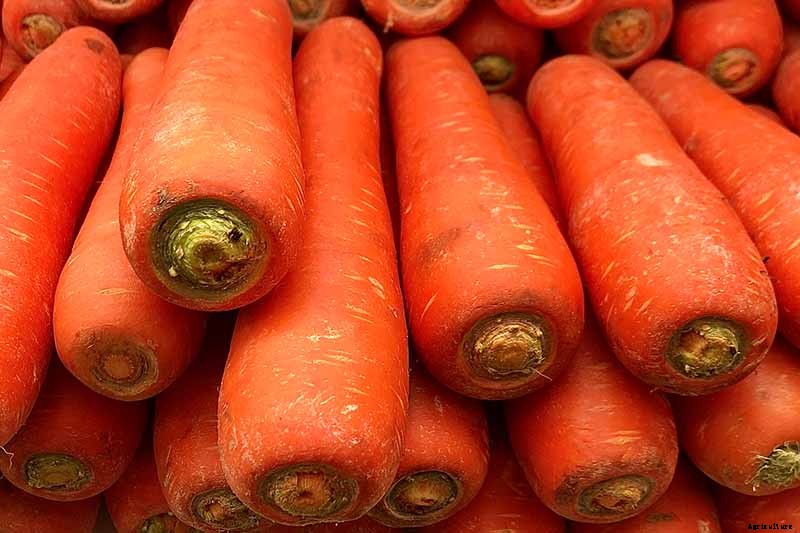 Crisp, Sweet, and Red to the Core: How to Grow Chantenay Carrots