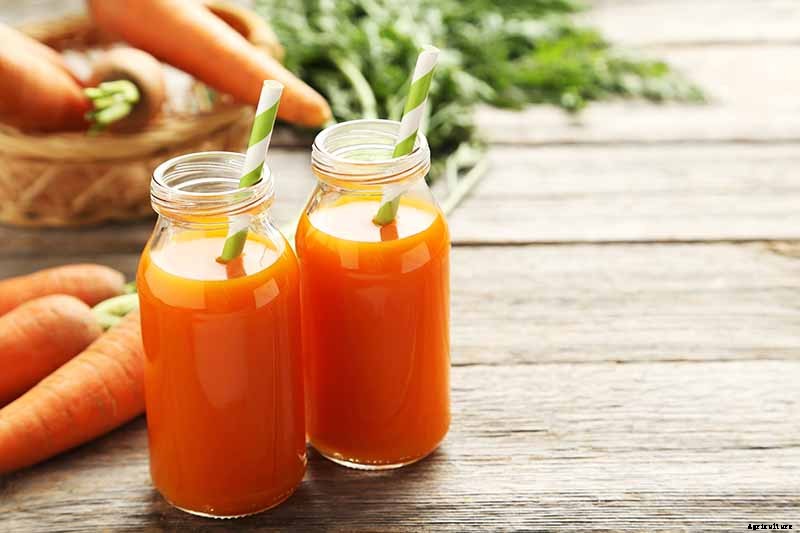 Crisp, Sweet, and Red to the Core: How to Grow Chantenay Carrots