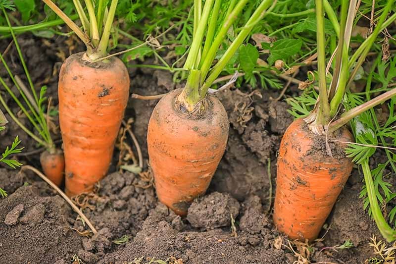 Crisp, Sweet, and Red to the Core: How to Grow Chantenay Carrots