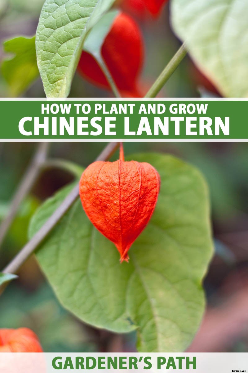 How to Grow and Care for Chinese Lantern