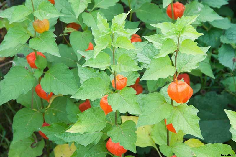 How to Grow and Care for Chinese Lantern