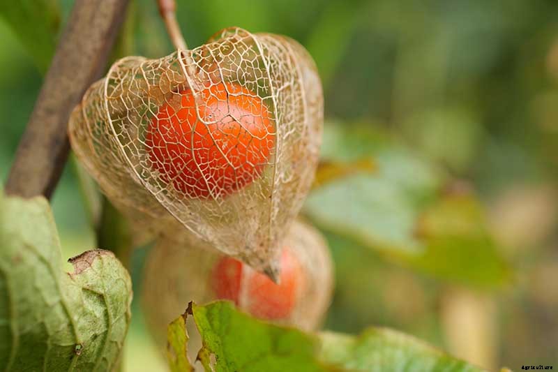 How to Grow and Care for Chinese Lantern