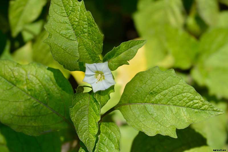 How to Grow and Care for Chinese Lantern