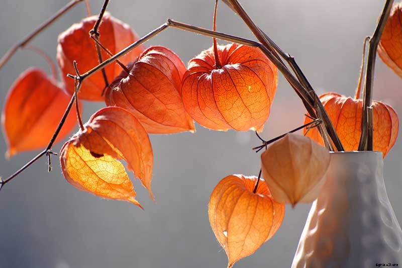 How to Grow and Care for Chinese Lantern