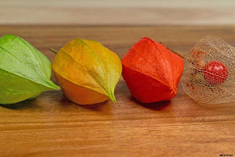 How to Grow and Care for Chinese Lantern