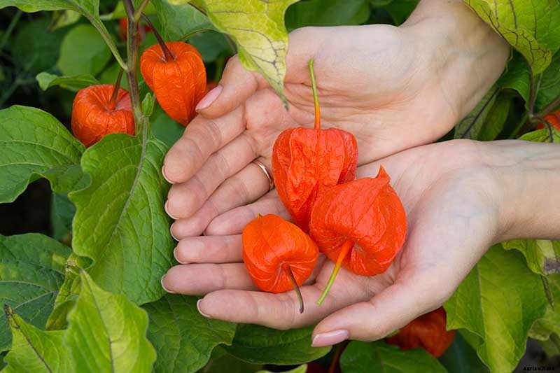 How to Grow and Care for Chinese Lantern