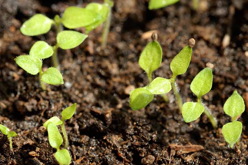 How to Grow and Care for Chinese Lantern