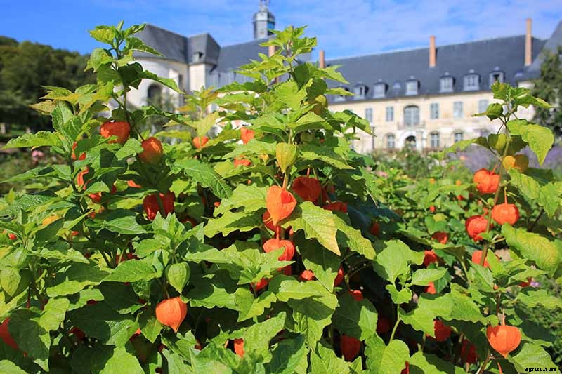 How to Grow and Care for Chinese Lantern