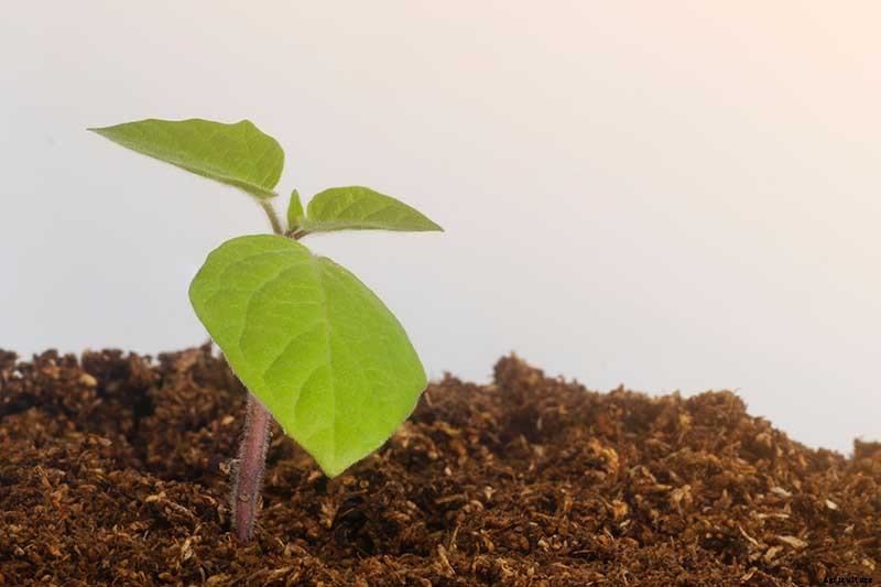 How to Grow and Care for Chinese Lantern