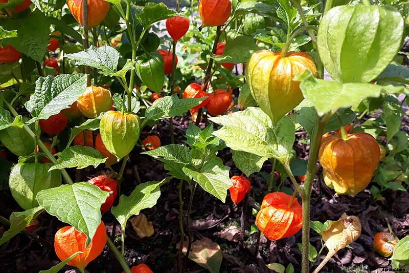How to Grow and Care for Chinese Lantern