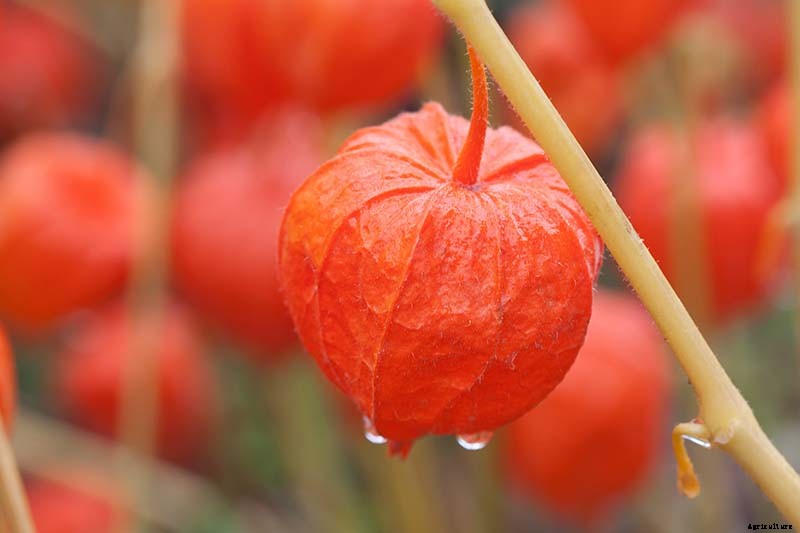 How to Grow and Care for Chinese Lantern