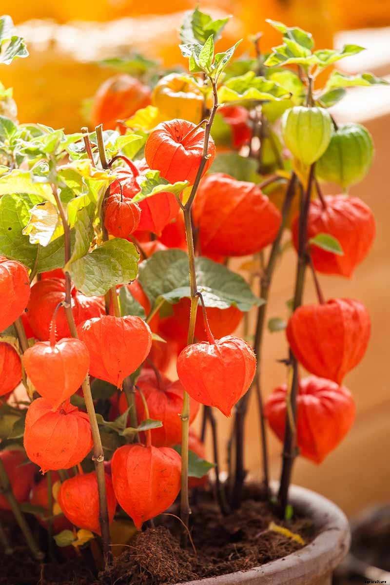 How to Grow and Care for Chinese Lantern