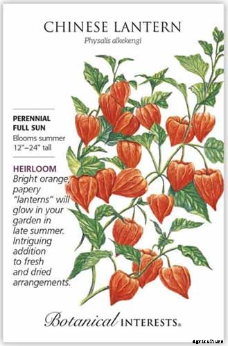 How to Grow and Care for Chinese Lantern