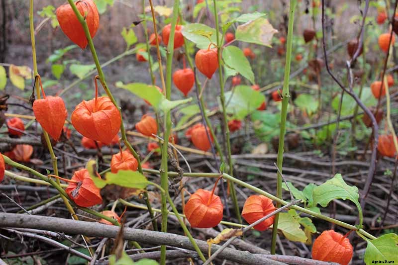 How to Grow and Care for Chinese Lantern