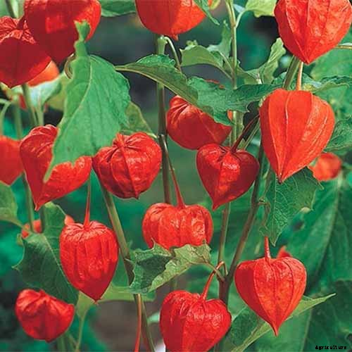 How to Grow and Care for Chinese Lantern