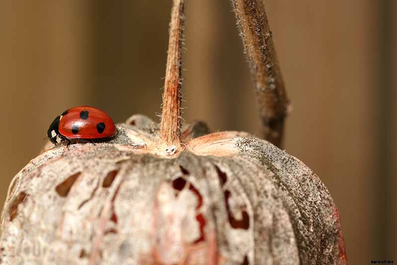 How to Grow and Care for Chinese Lantern