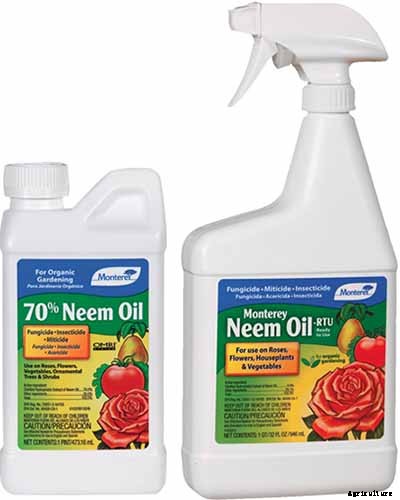 How to Grow and Care for Chinese Lantern