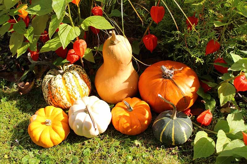 How to Grow and Care for Chinese Lantern