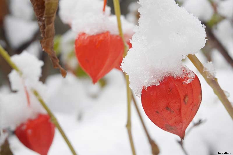 How to Grow and Care for Chinese Lantern