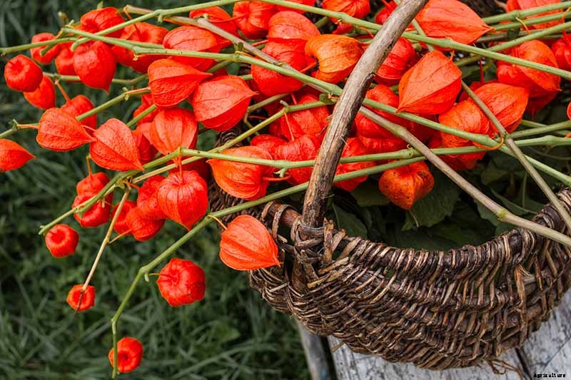 How to Grow and Care for Chinese Lantern