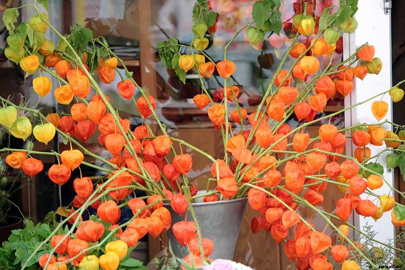 How to Grow and Care for Chinese Lantern