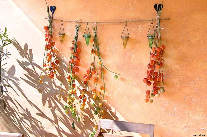 How to Grow and Care for Chinese Lantern