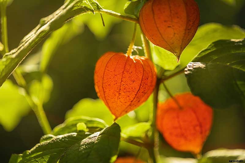 How to Grow and Care for Chinese Lantern