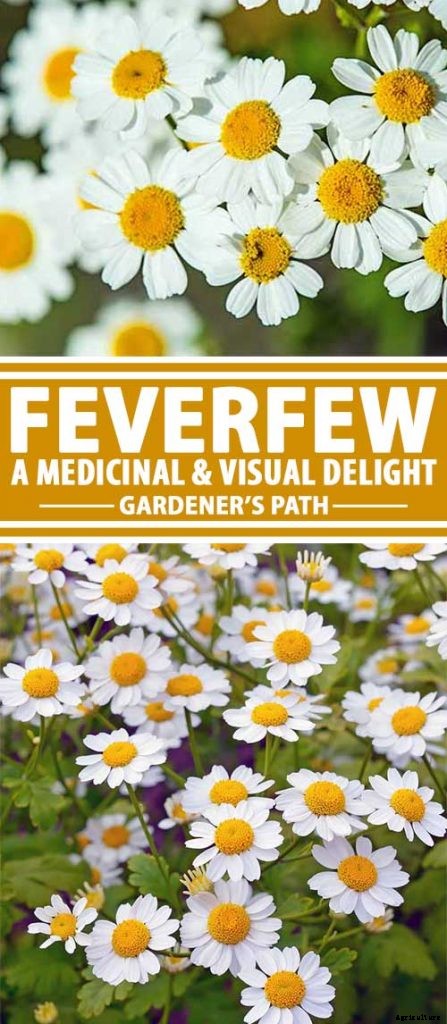How to Grow Feverfew: A Medicinal and Visual Delight
