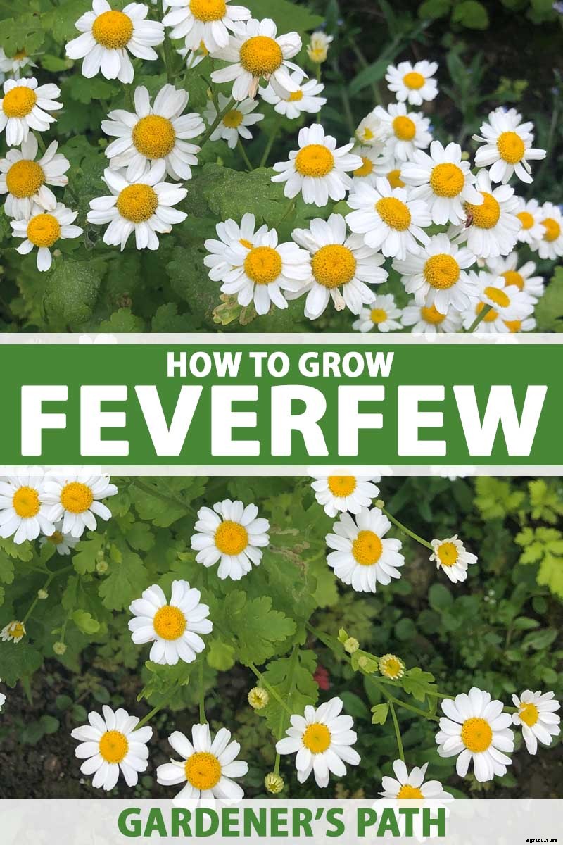 How to Grow Feverfew: A Medicinal and Visual Delight