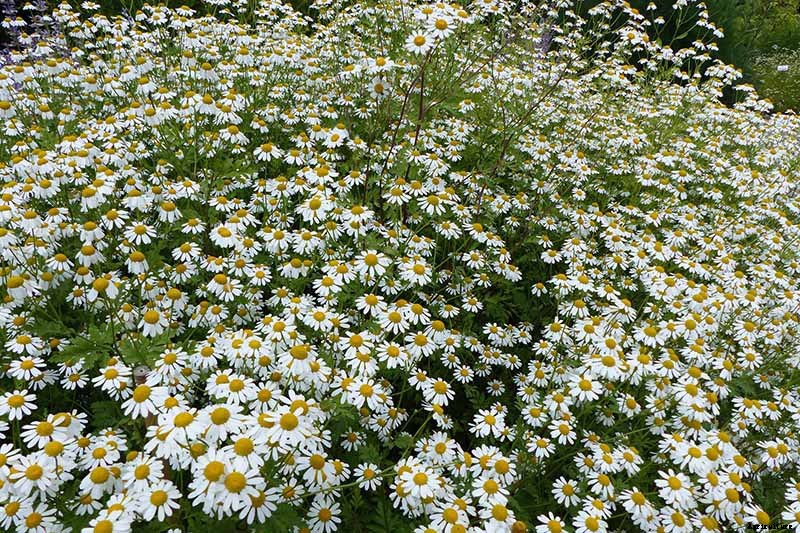 How to Grow Feverfew: A Medicinal and Visual Delight