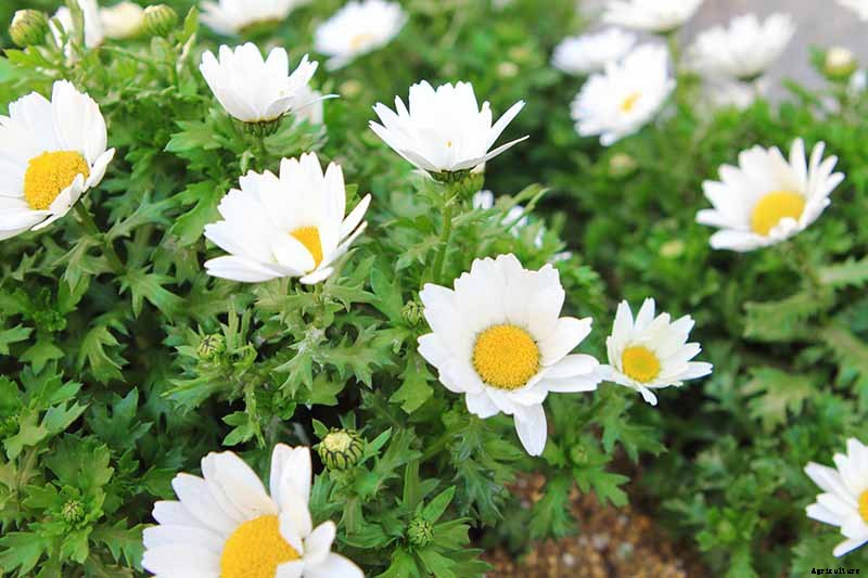 How to Grow Feverfew: A Medicinal and Visual Delight