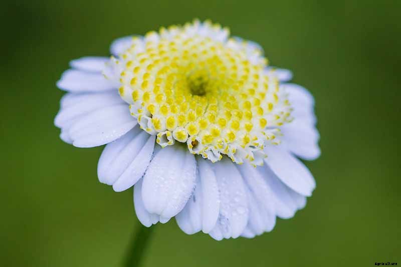 How to Grow Feverfew: A Medicinal and Visual Delight