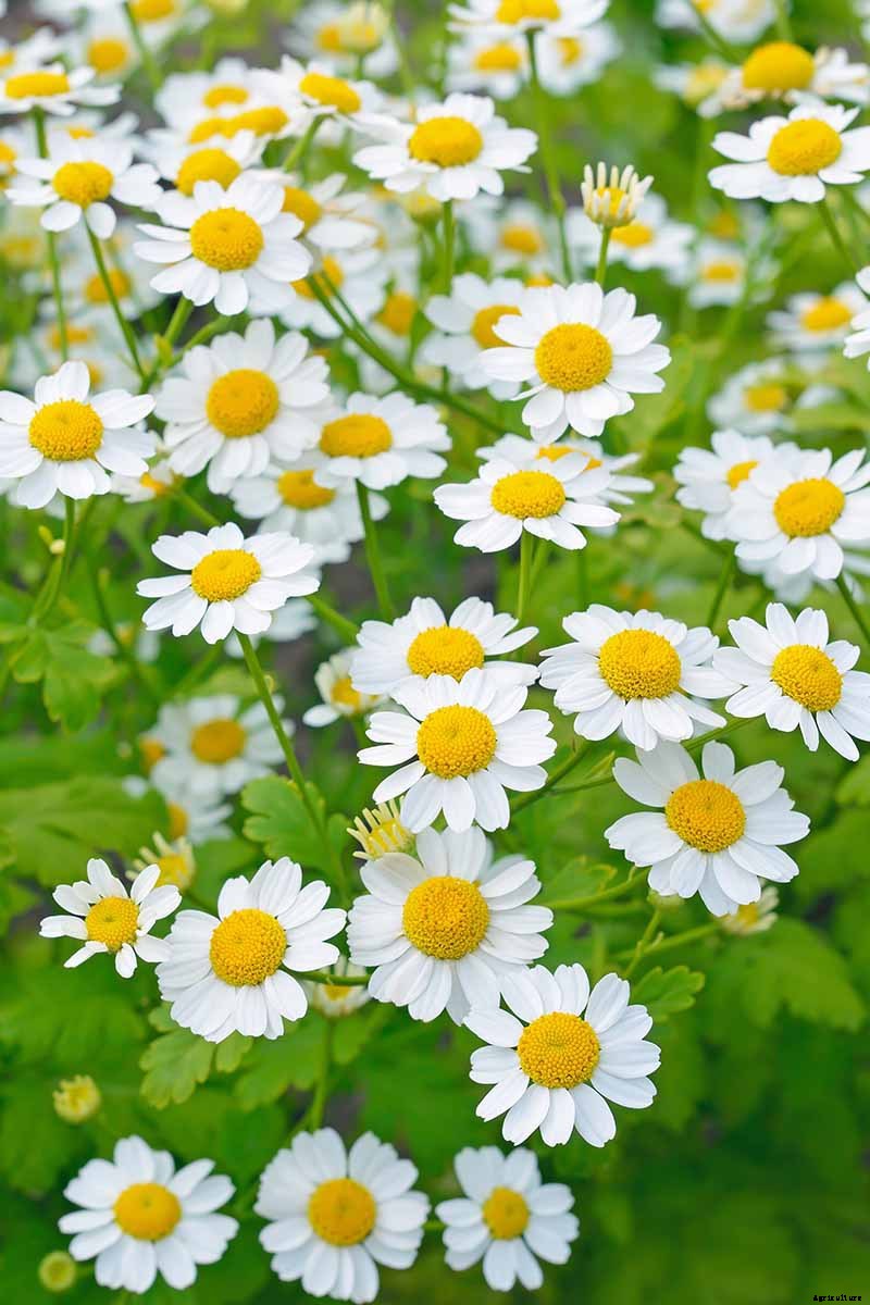 How to Grow Feverfew: A Medicinal and Visual Delight