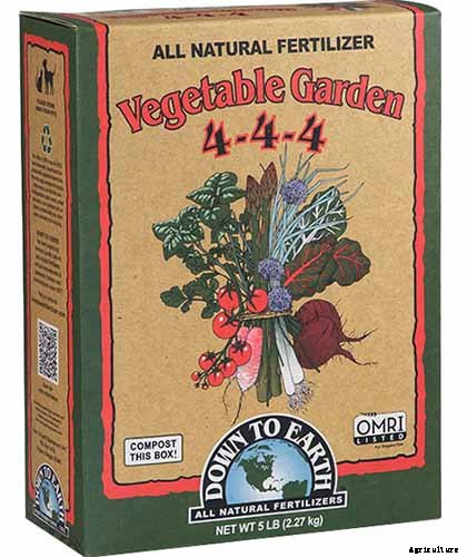 How to Grow Feverfew: A Medicinal and Visual Delight