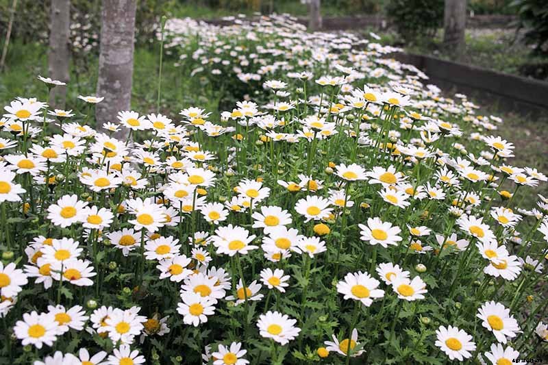 How to Grow Feverfew: A Medicinal and Visual Delight