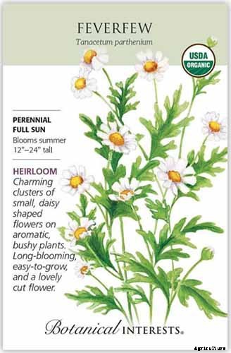 How to Grow Feverfew: A Medicinal and Visual Delight