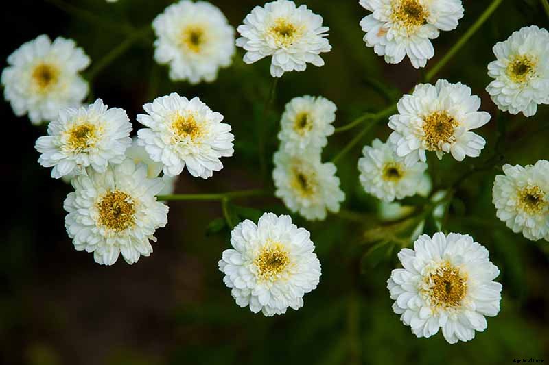 How to Grow Feverfew: A Medicinal and Visual Delight