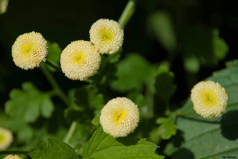 How to Grow Feverfew: A Medicinal and Visual Delight