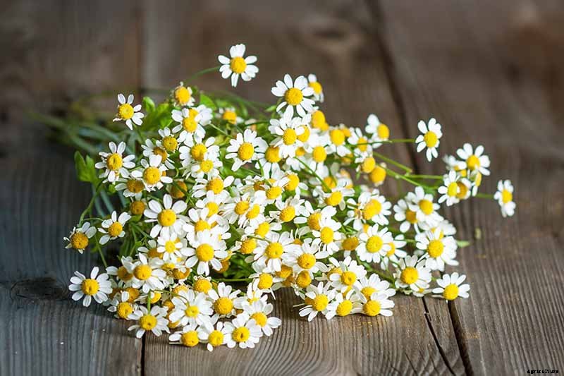 How to Grow Feverfew: A Medicinal and Visual Delight
