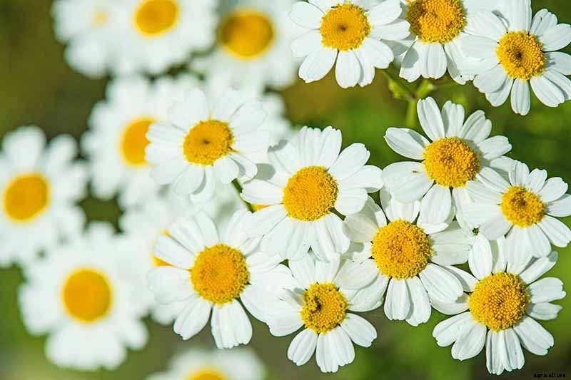 How to Grow Feverfew: A Medicinal and Visual Delight