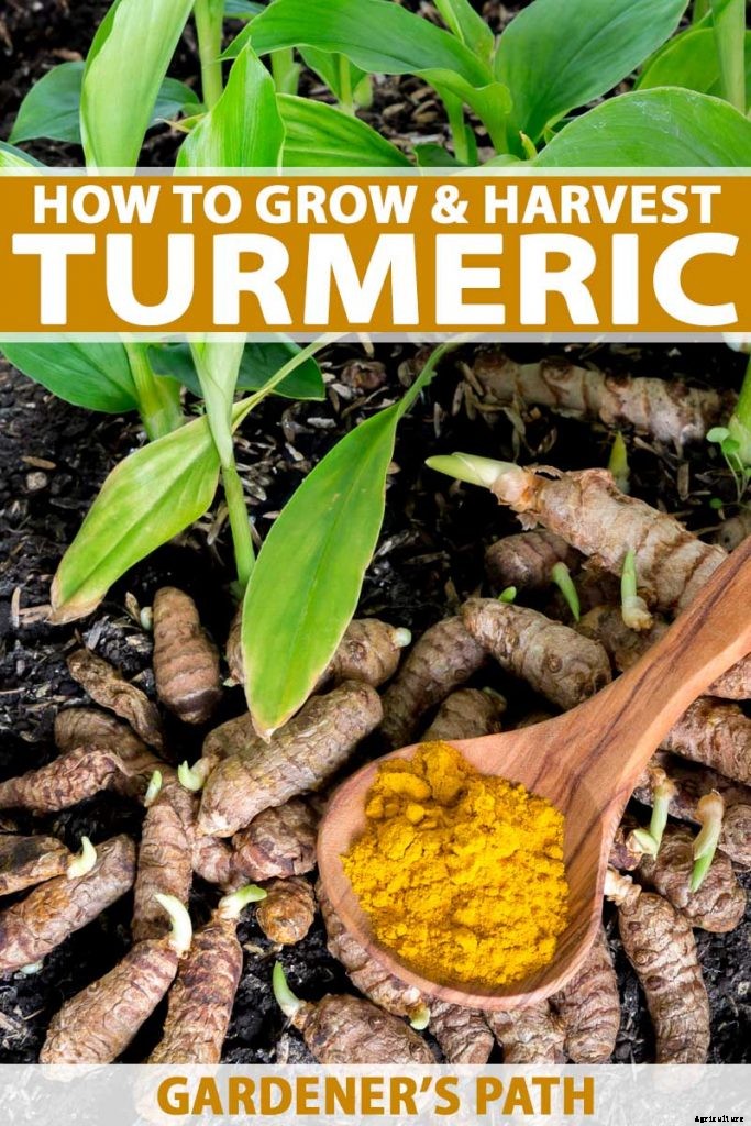 Grow a Superfood in Your Own Backyard: Cultivating Tuberous Turmeric
