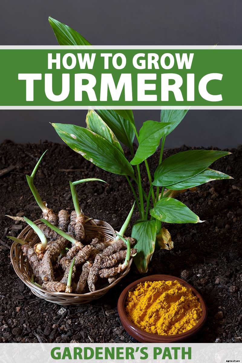 Grow a Superfood in Your Own Backyard: Cultivating Tuberous Turmeric