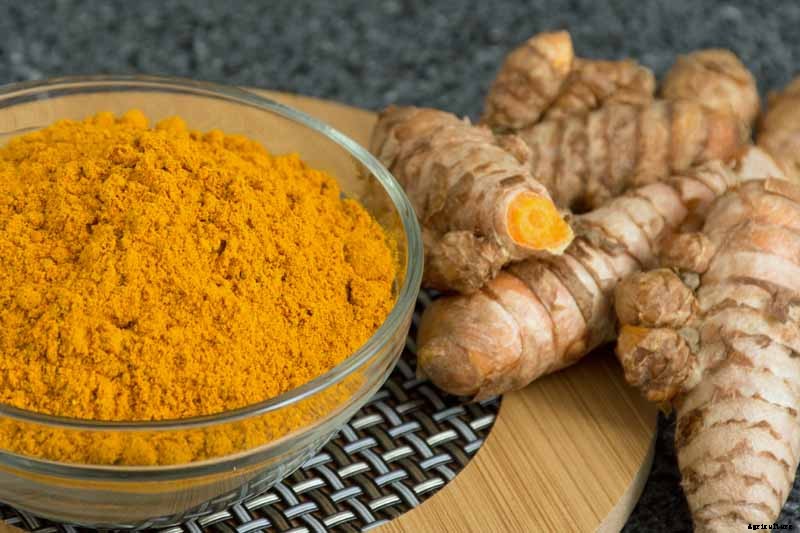 Grow a Superfood in Your Own Backyard: Cultivating Tuberous Turmeric