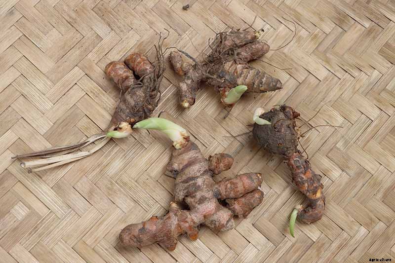 Grow a Superfood in Your Own Backyard: Cultivating Tuberous Turmeric