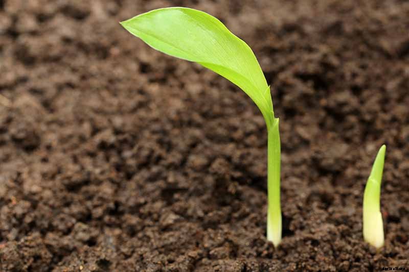 Grow a Superfood in Your Own Backyard: Cultivating Tuberous Turmeric