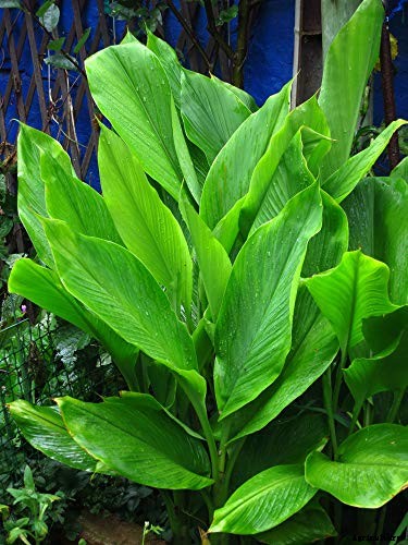 Grow a Superfood in Your Own Backyard: Cultivating Tuberous Turmeric